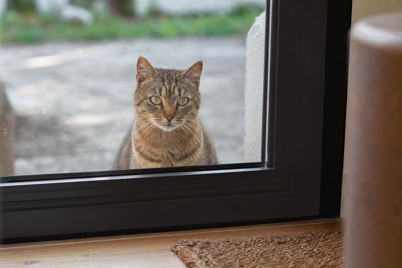 Chat qui observe derrière une porte vitrée avant l'installation d'une chatière